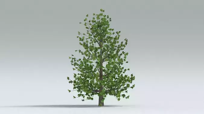 laos Platanus Hispanica