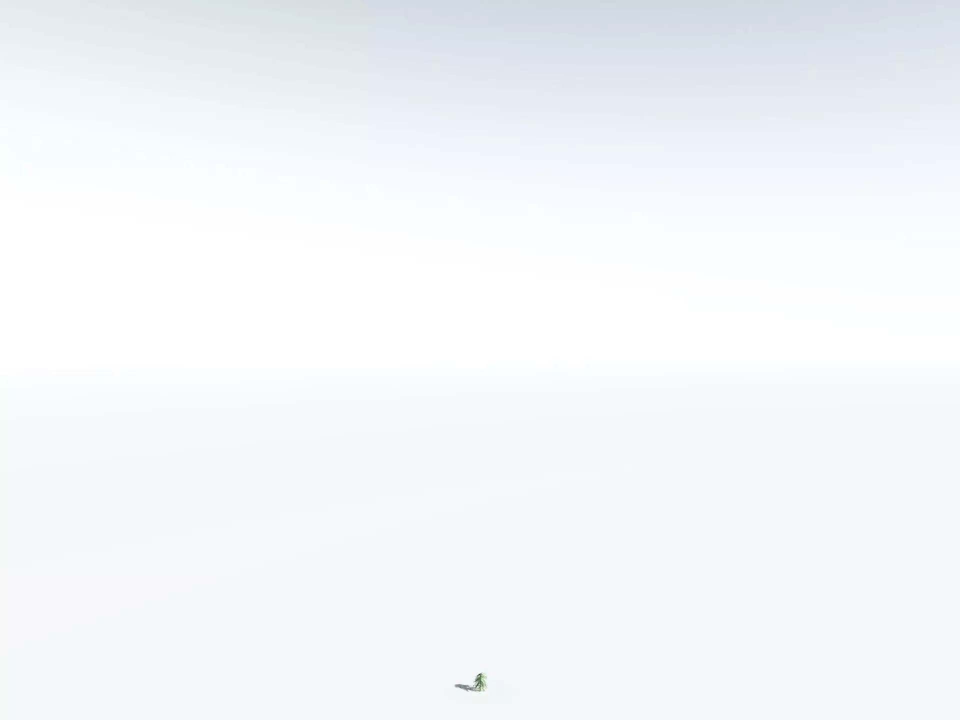 EVERYPlant Kauri Pine LowPoly Low-poly 3D model_30