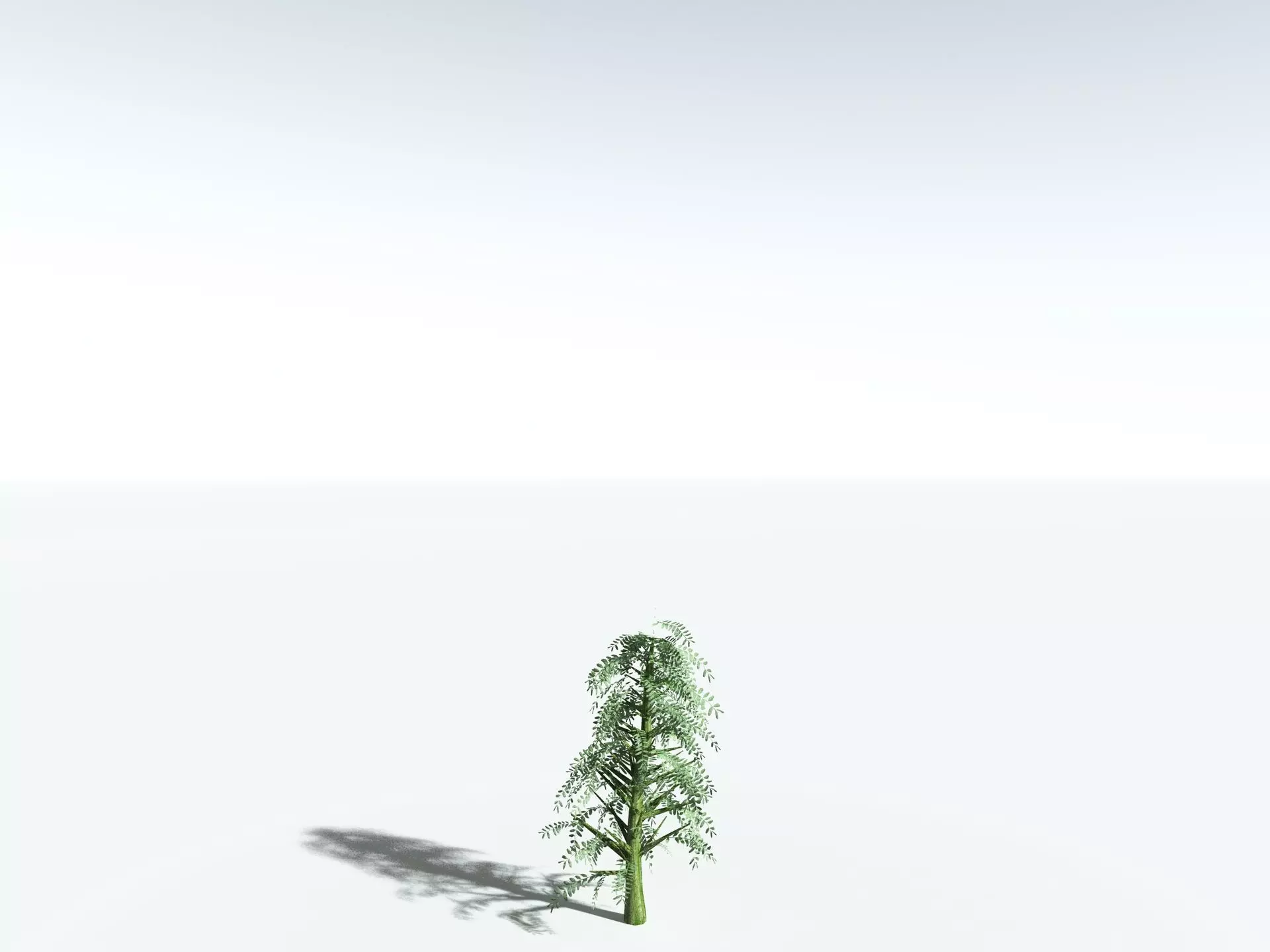 EVERYPlant Kauri Pine LowPoly Low-poly 3D model_29