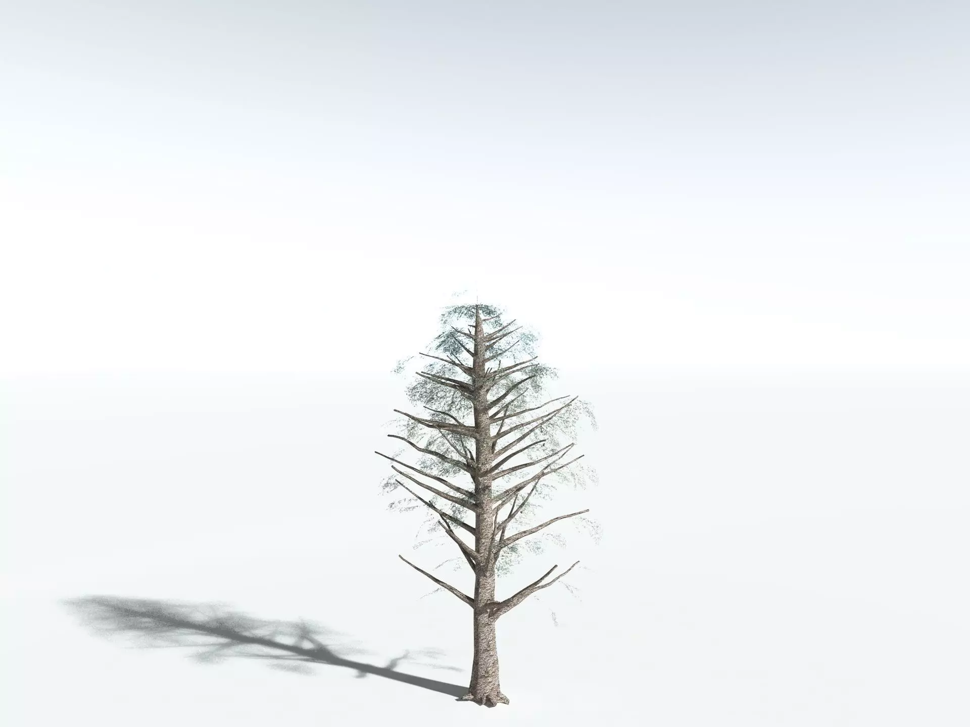EVERYPlant Kauri Pine LowPoly Low-poly 3D model_22