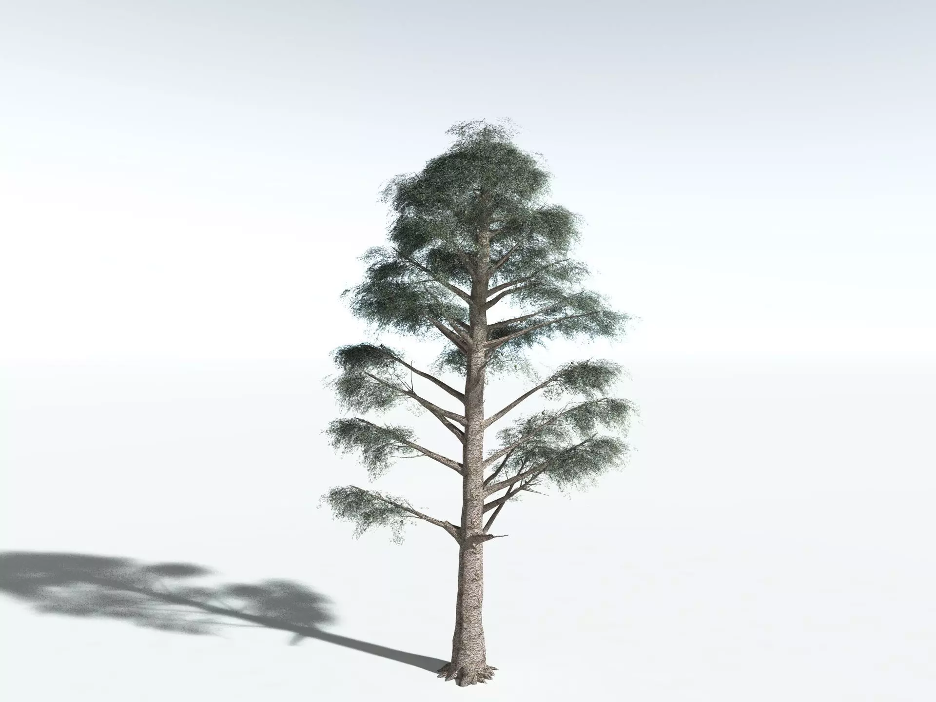 EVERYPlant Kauri Pine LowPoly Low-poly 3D model_8