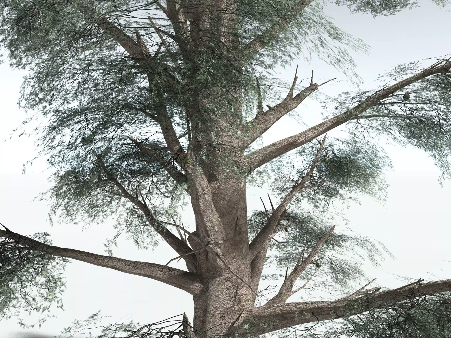 EVERYPlant Kauri Pine LowPoly Low-poly 3D model_1