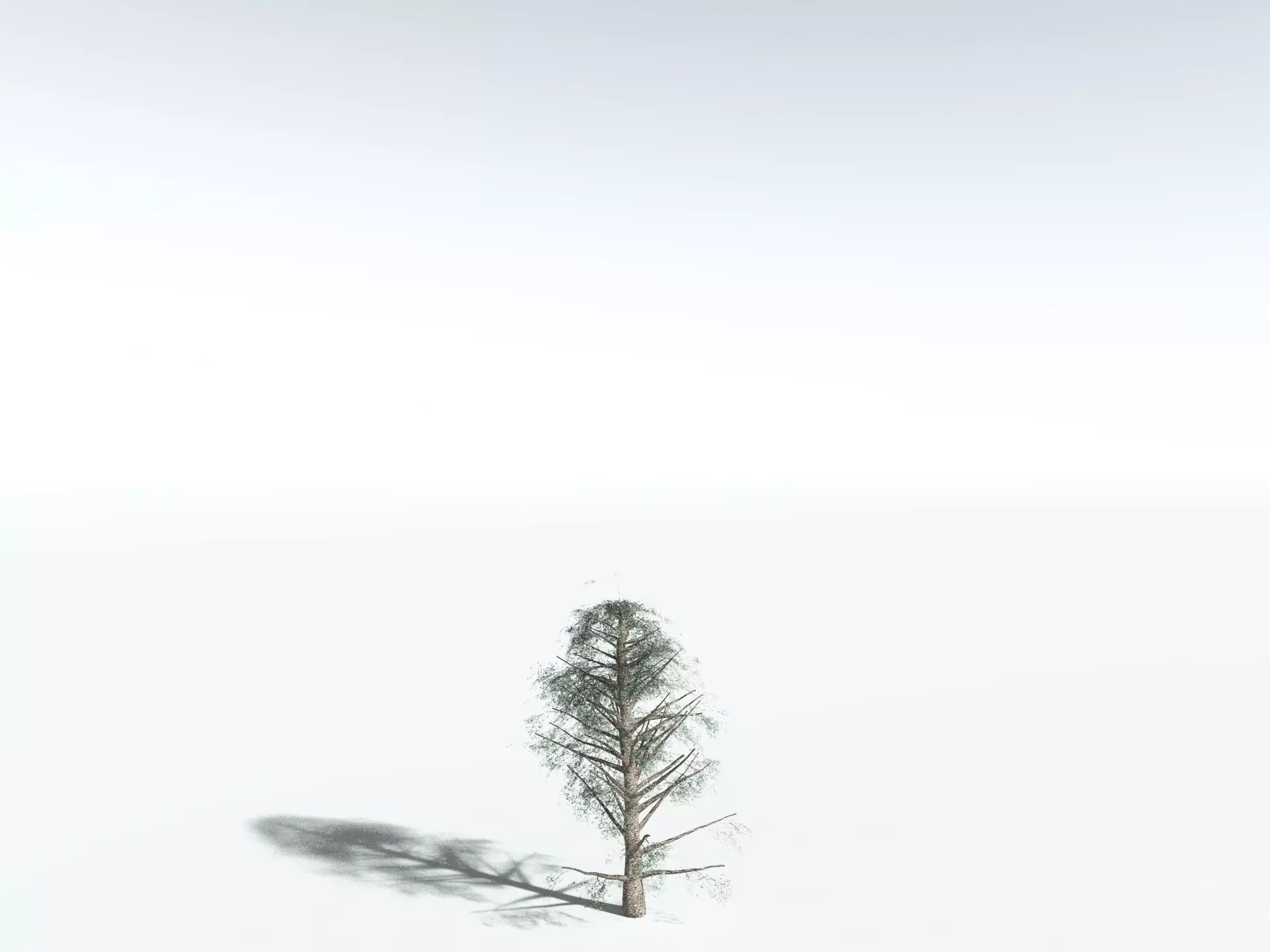 EVERYPlant Kauri Pine LowPoly Low-poly 3D model_24