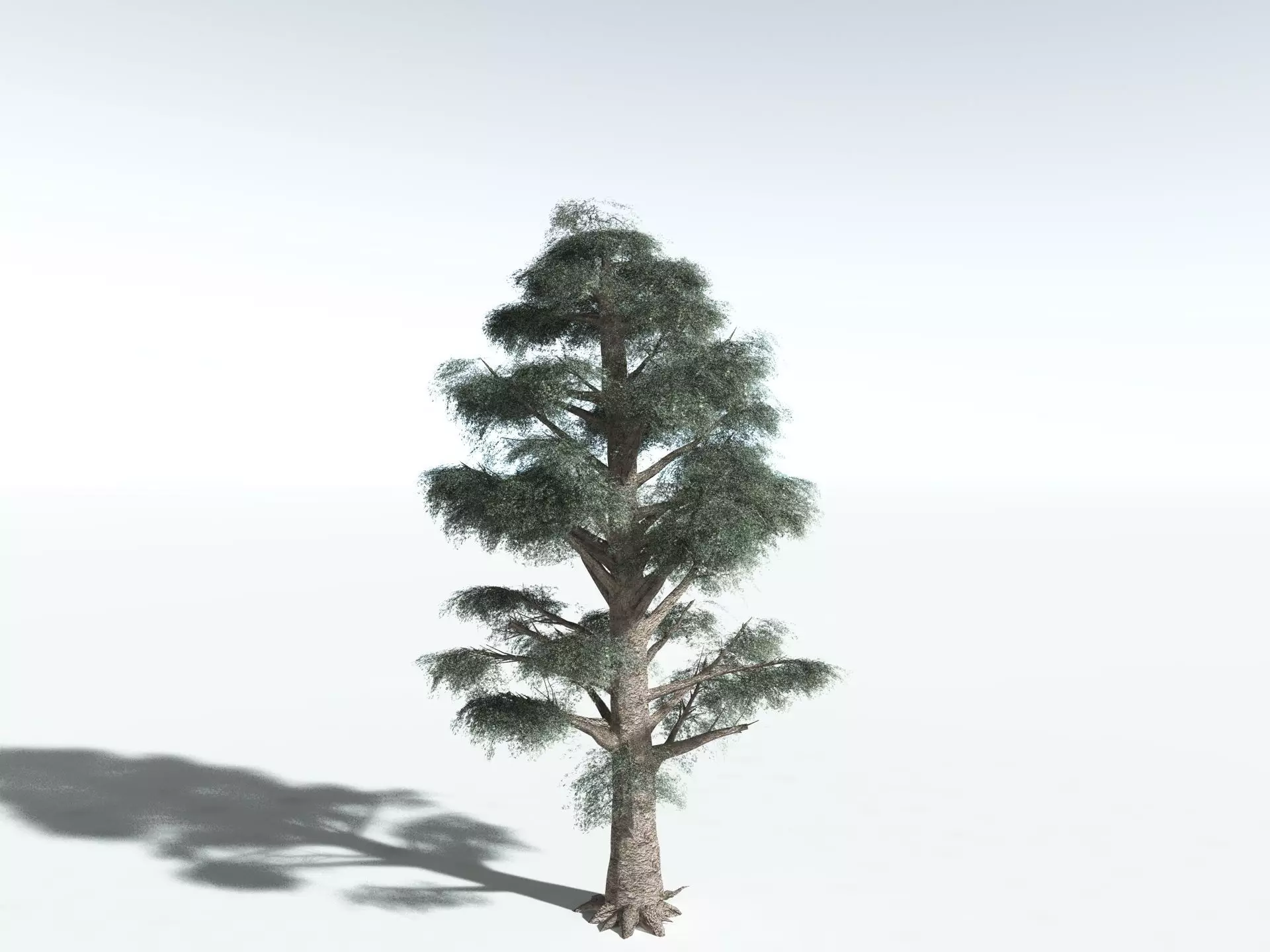 EVERYPlant Kauri Pine LowPoly Low-poly 3D model_10