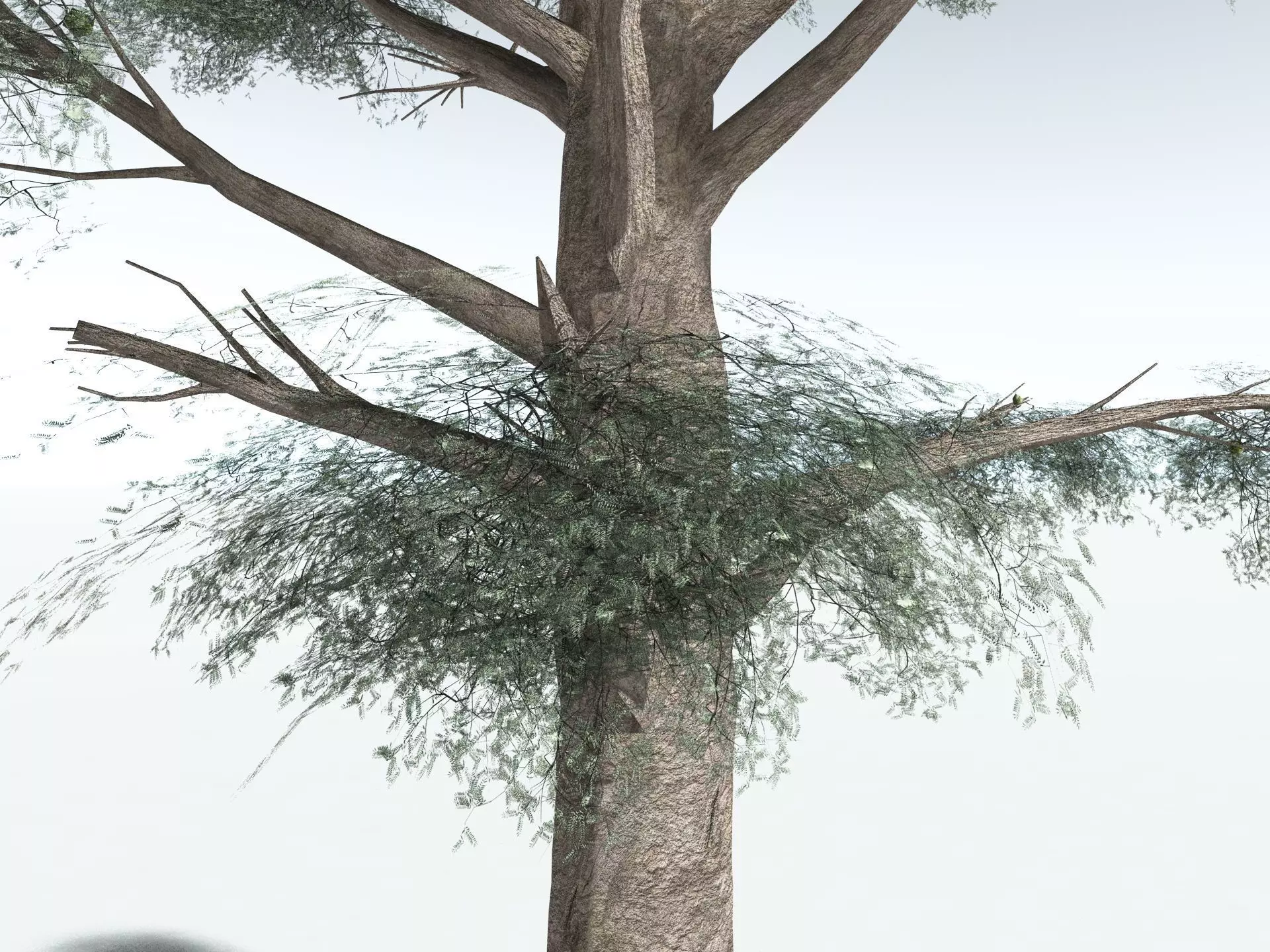 EVERYPlant Kauri Pine LowPoly Low-poly 3D model_21