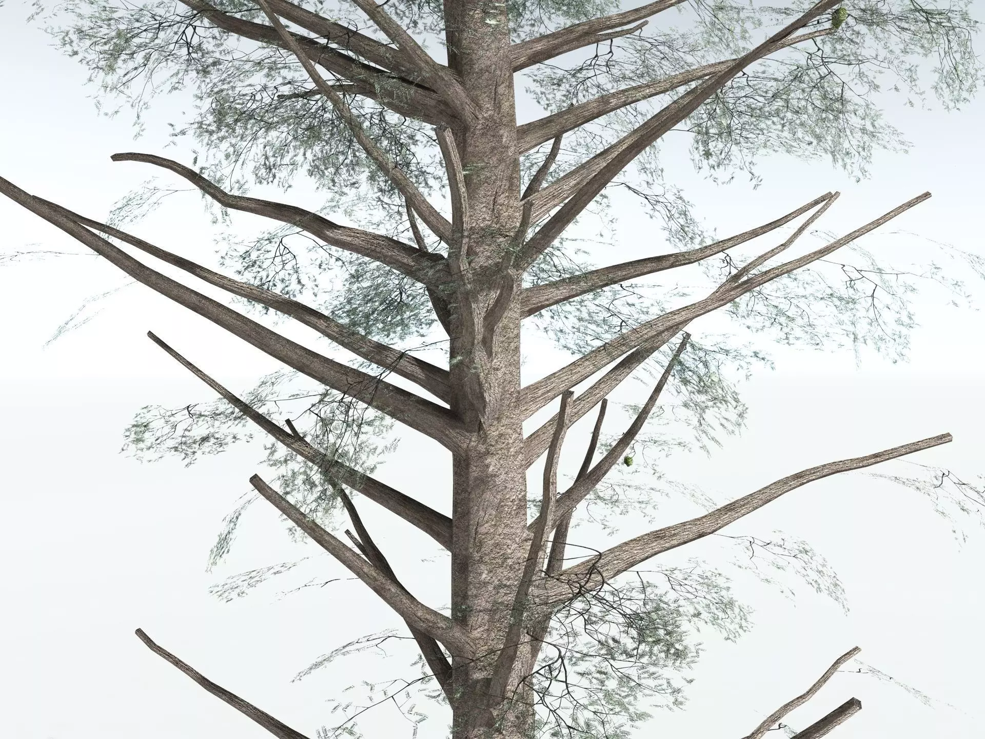 EVERYPlant Kauri Pine LowPoly Low-poly 3D model_23