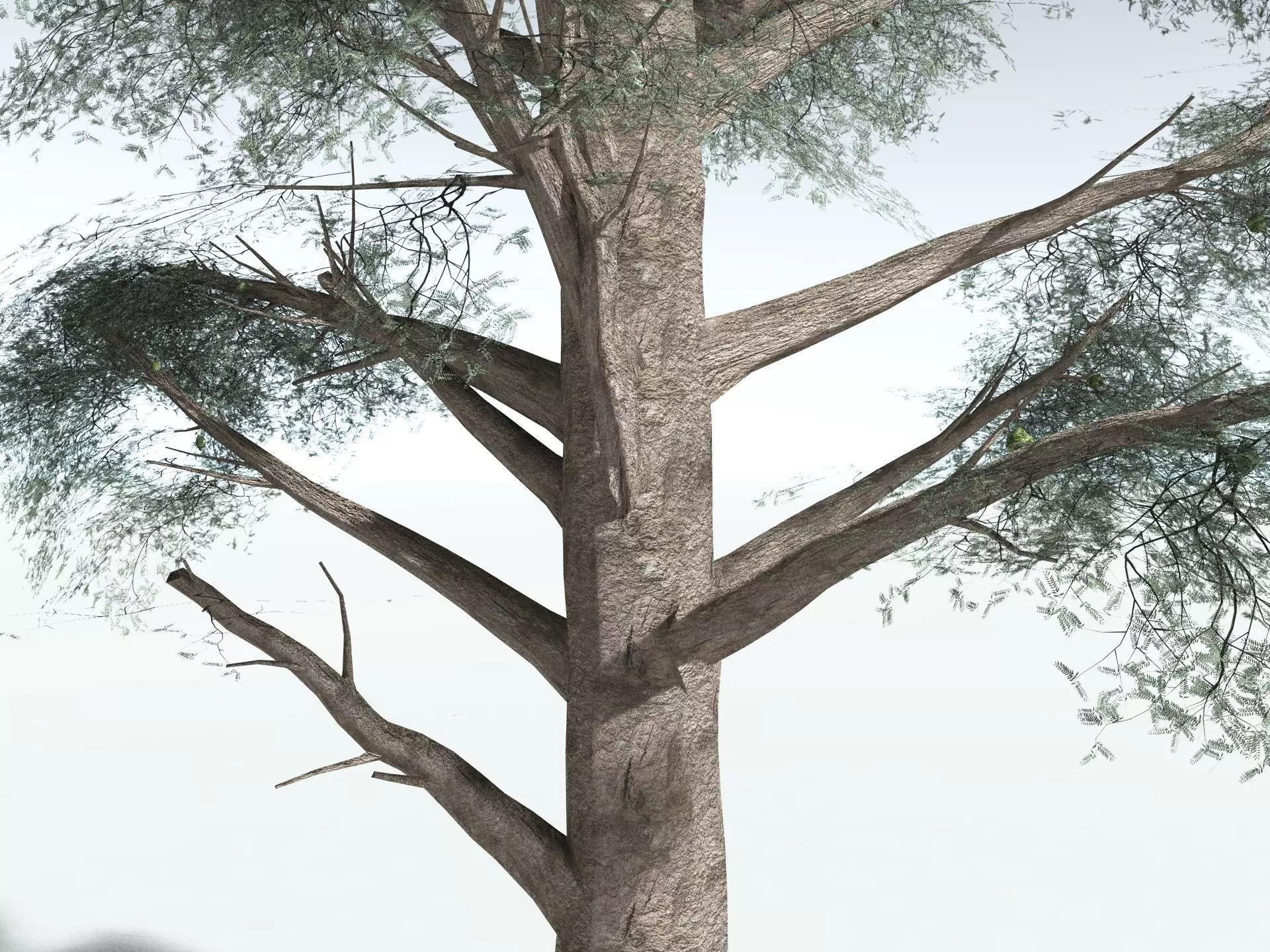 EVERYPlant Kauri Pine LowPoly Low-poly 3D model_5