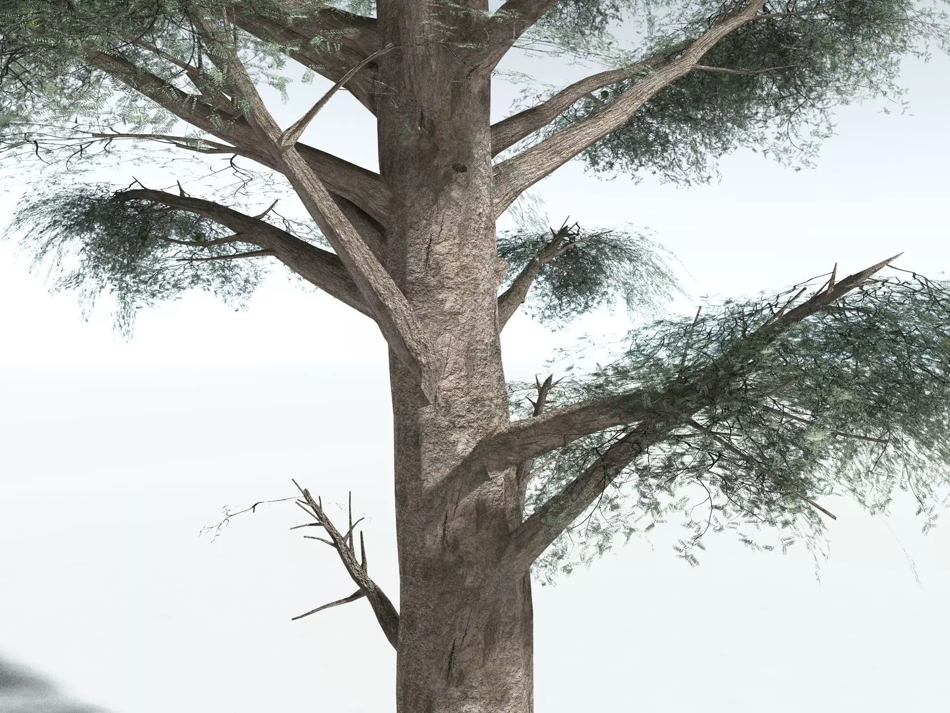 EVERYPlant Kauri Pine LowPoly Low-poly 3D model_7
