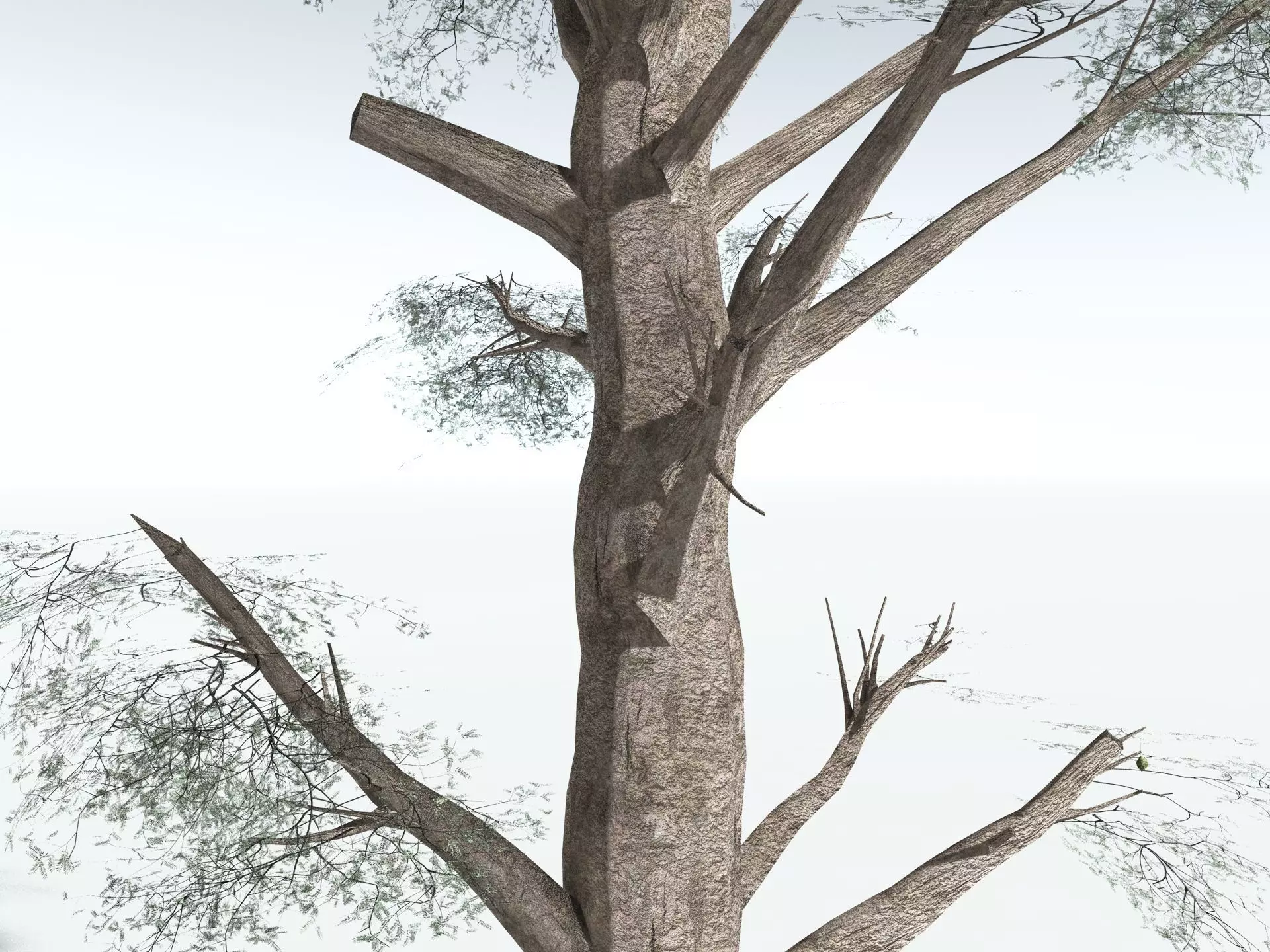 EVERYPlant Kauri Pine LowPoly Low-poly 3D model_15