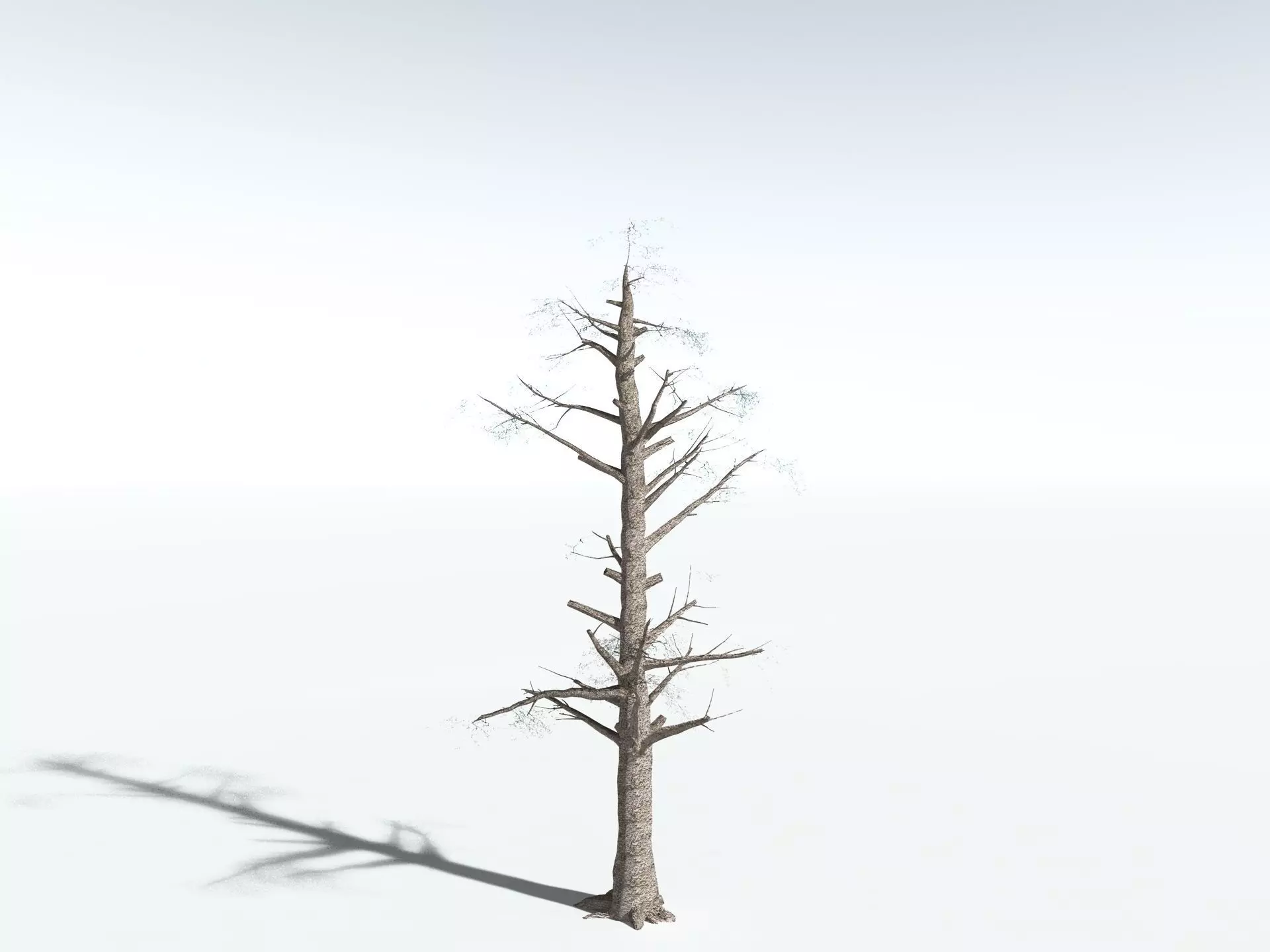 EVERYPlant Kauri Pine LowPoly Low-poly 3D model_18