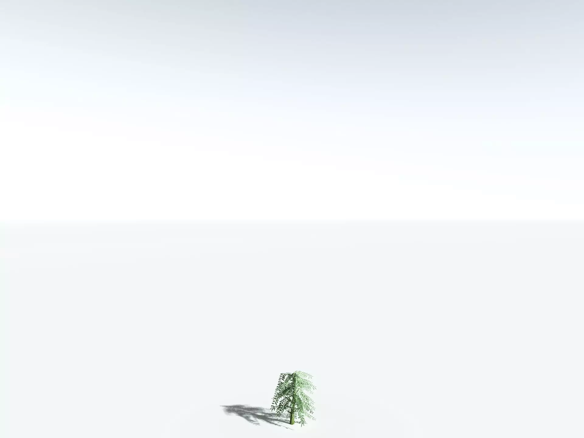 EVERYPlant Kauri Pine LowPoly Low-poly 3D model_31