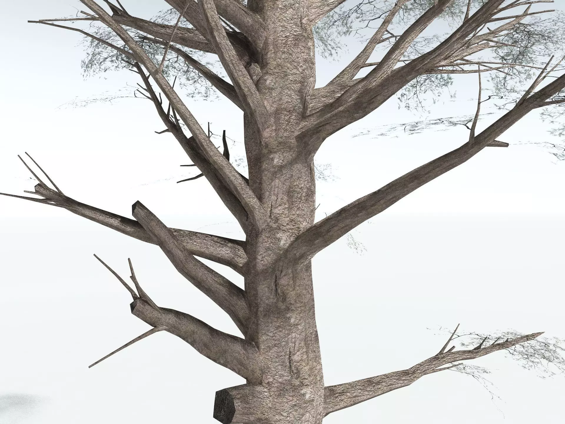 EVERYPlant Kauri Pine LowPoly Low-poly 3D model_17