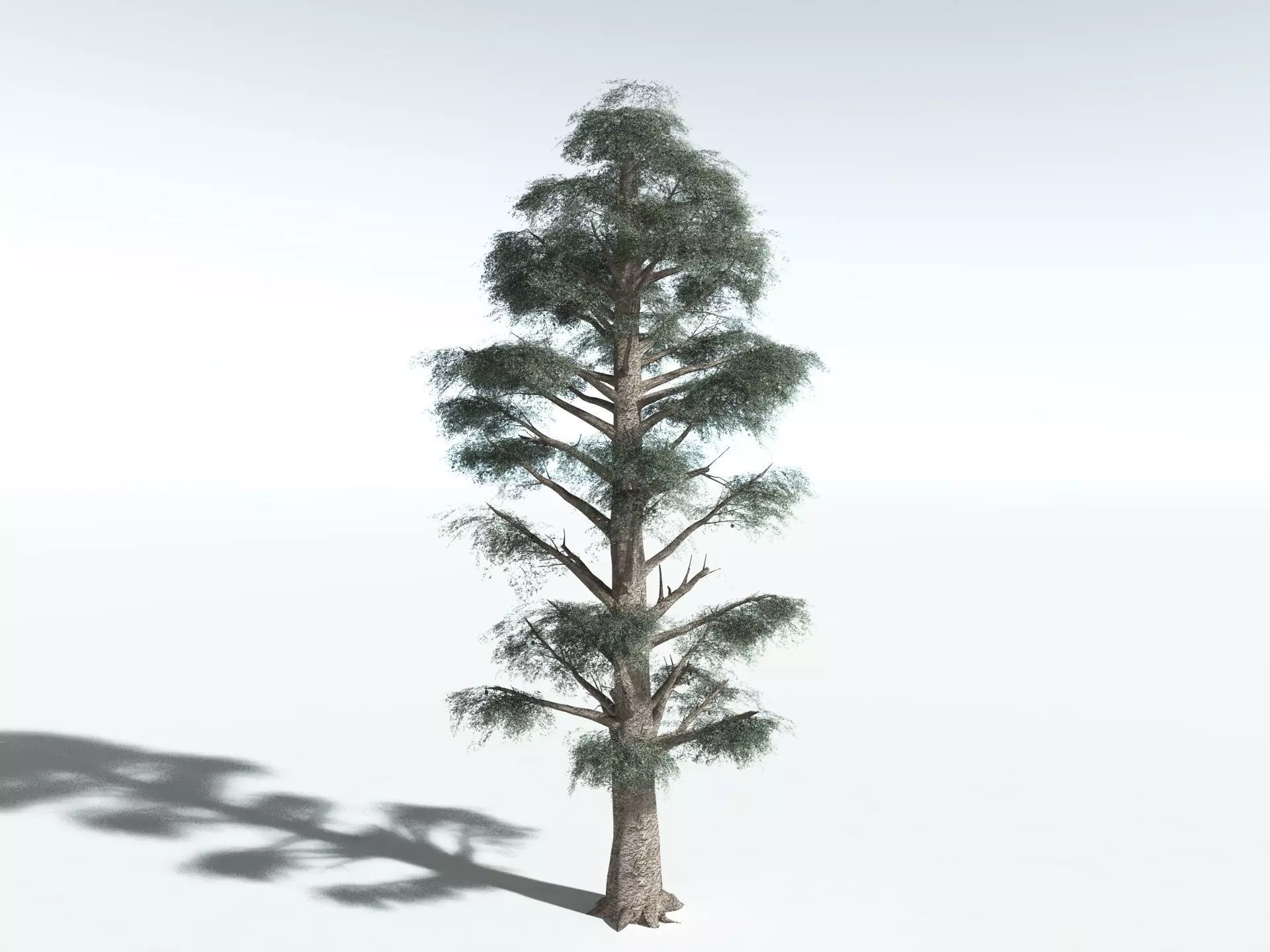 EVERYPlant Kauri Pine LowPoly Low-poly 3D model_0