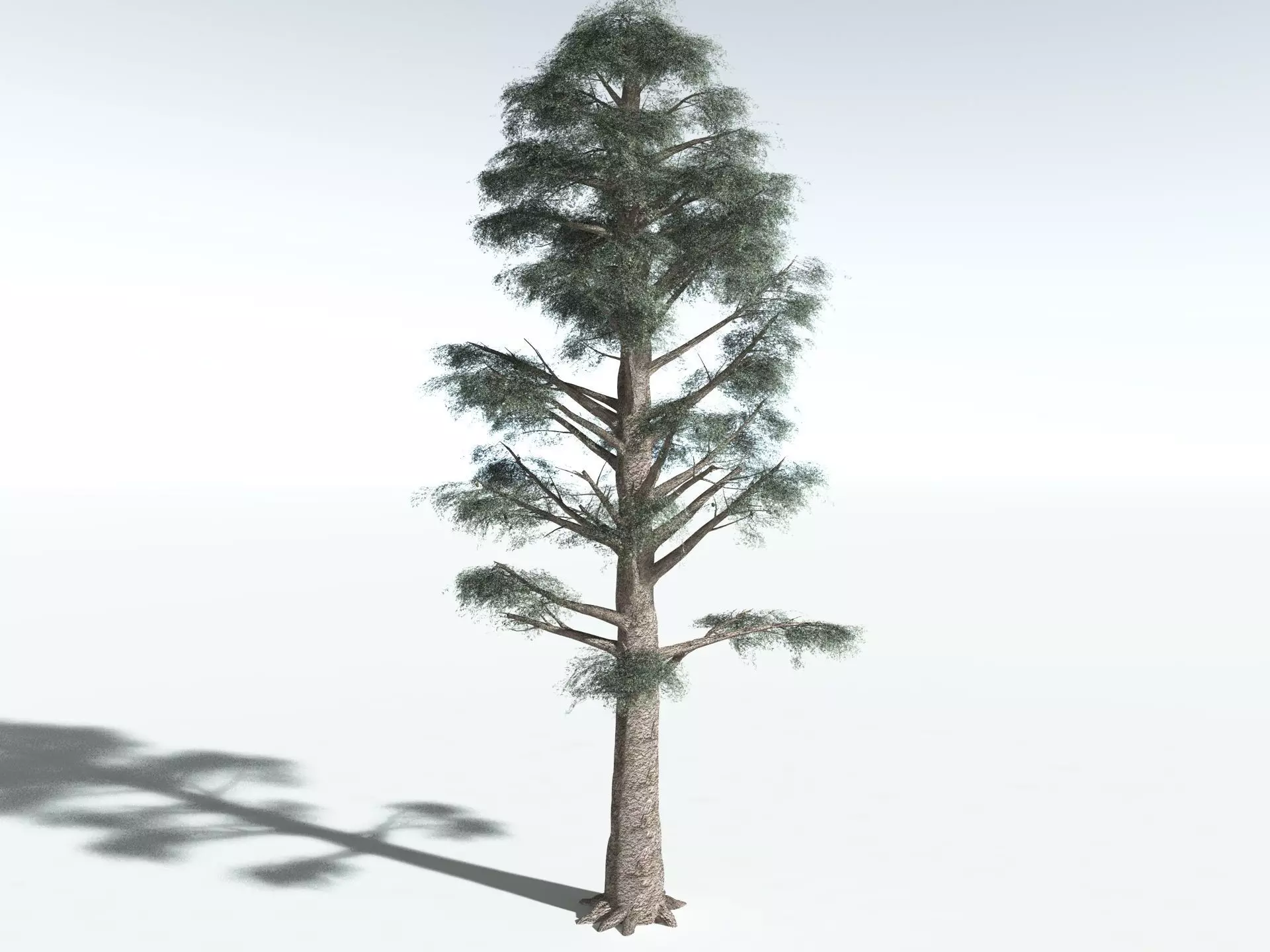 EVERYPlant Kauri Pine LowPoly Low-poly 3D model_20
