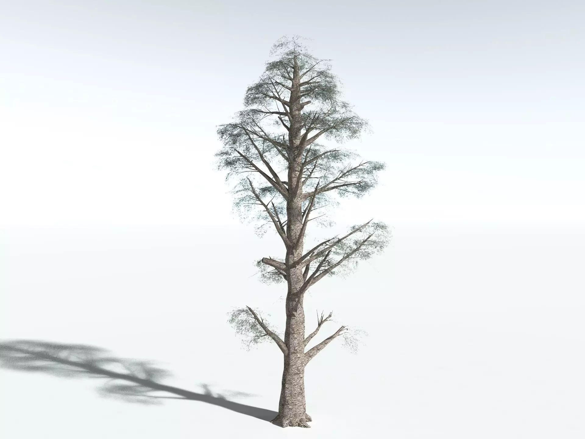EVERYPlant Kauri Pine LowPoly Low-poly 3D model_14