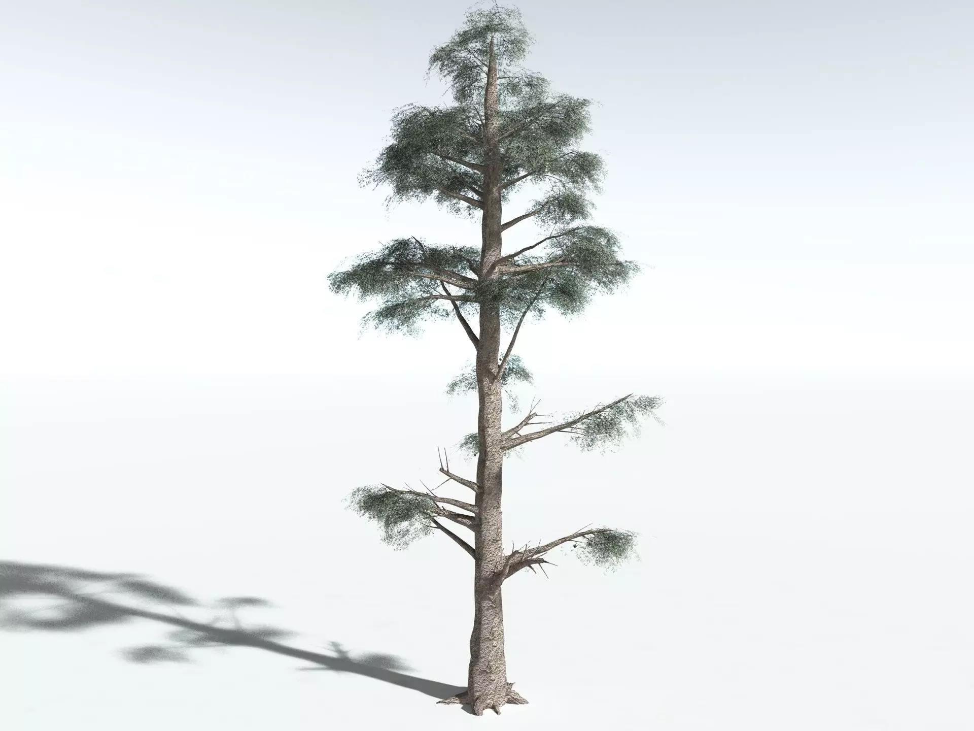 EVERYPlant Kauri Pine LowPoly Low-poly 3D model_2