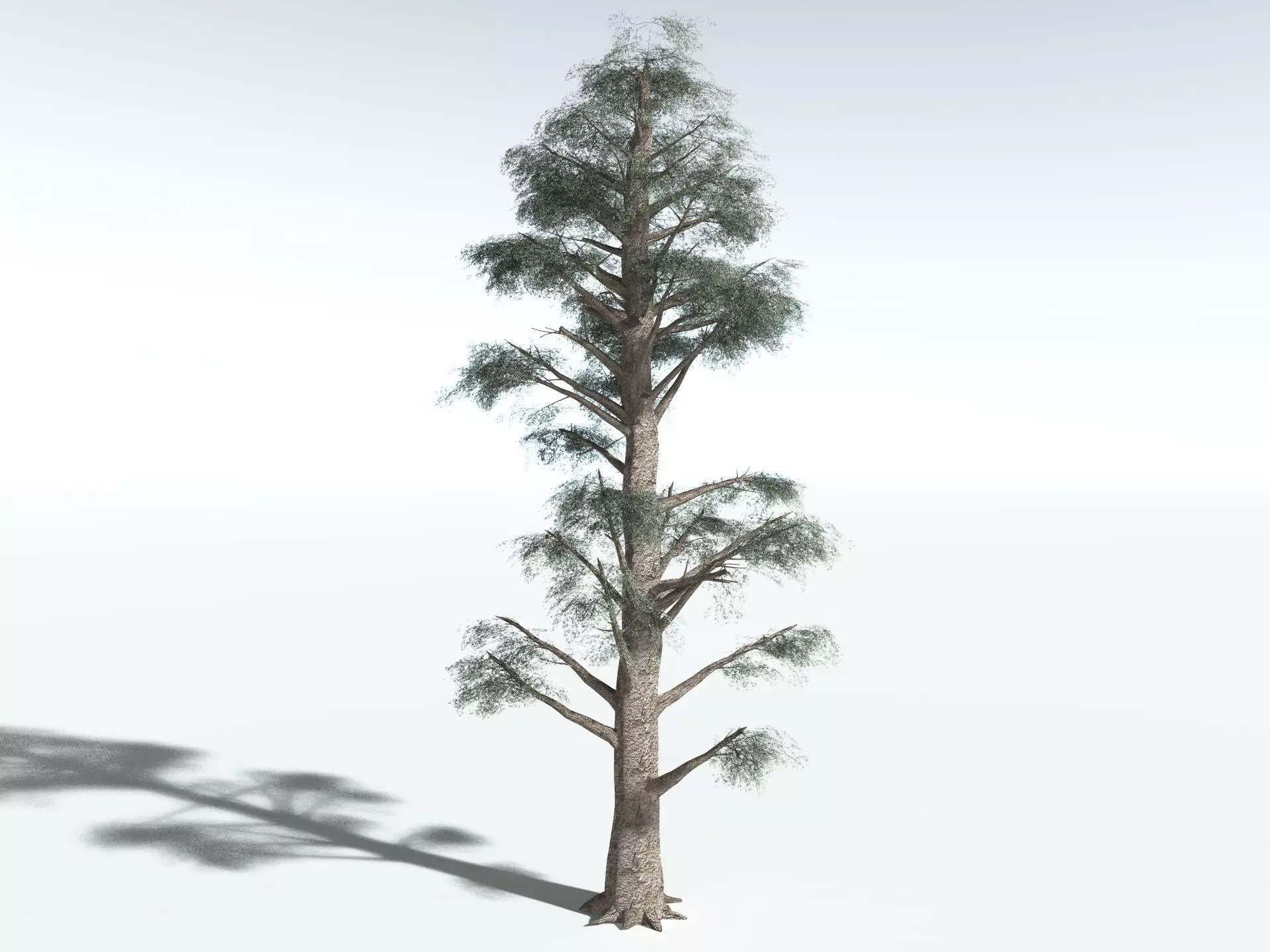 EVERYPlant Kauri Pine LowPoly Low-poly 3D model_12