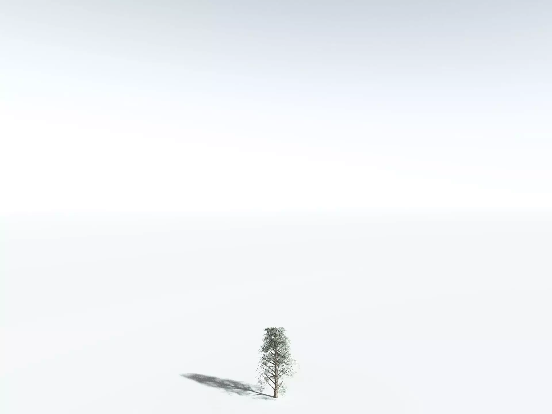 EVERYPlant Kauri Pine LowPoly Low-poly 3D model_26