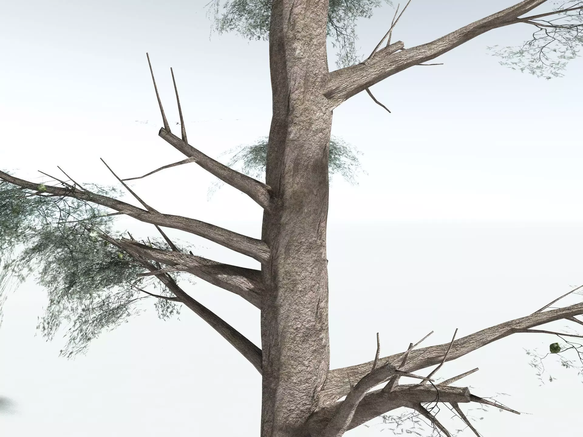 EVERYPlant Kauri Pine LowPoly Low-poly 3D model_3