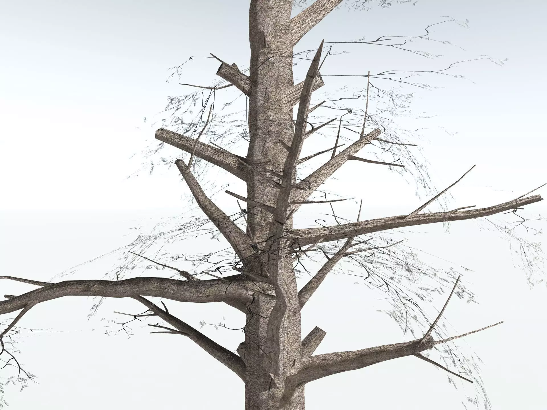 EVERYPlant Kauri Pine LowPoly Low-poly 3D model_19