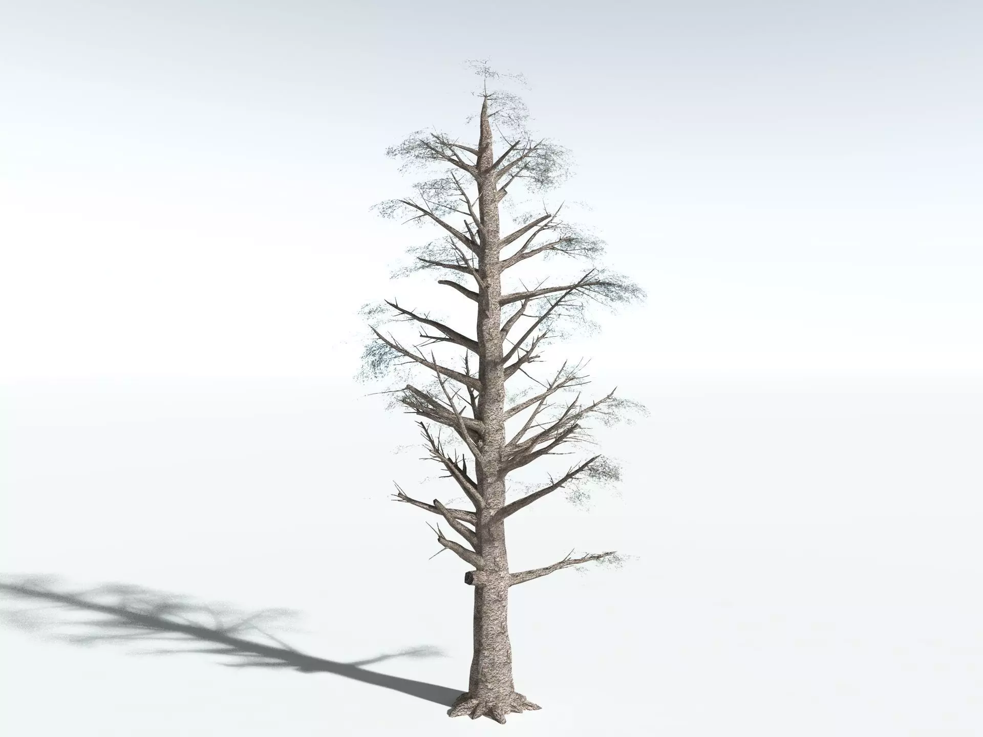 EVERYPlant Kauri Pine LowPoly Low-poly 3D model_16