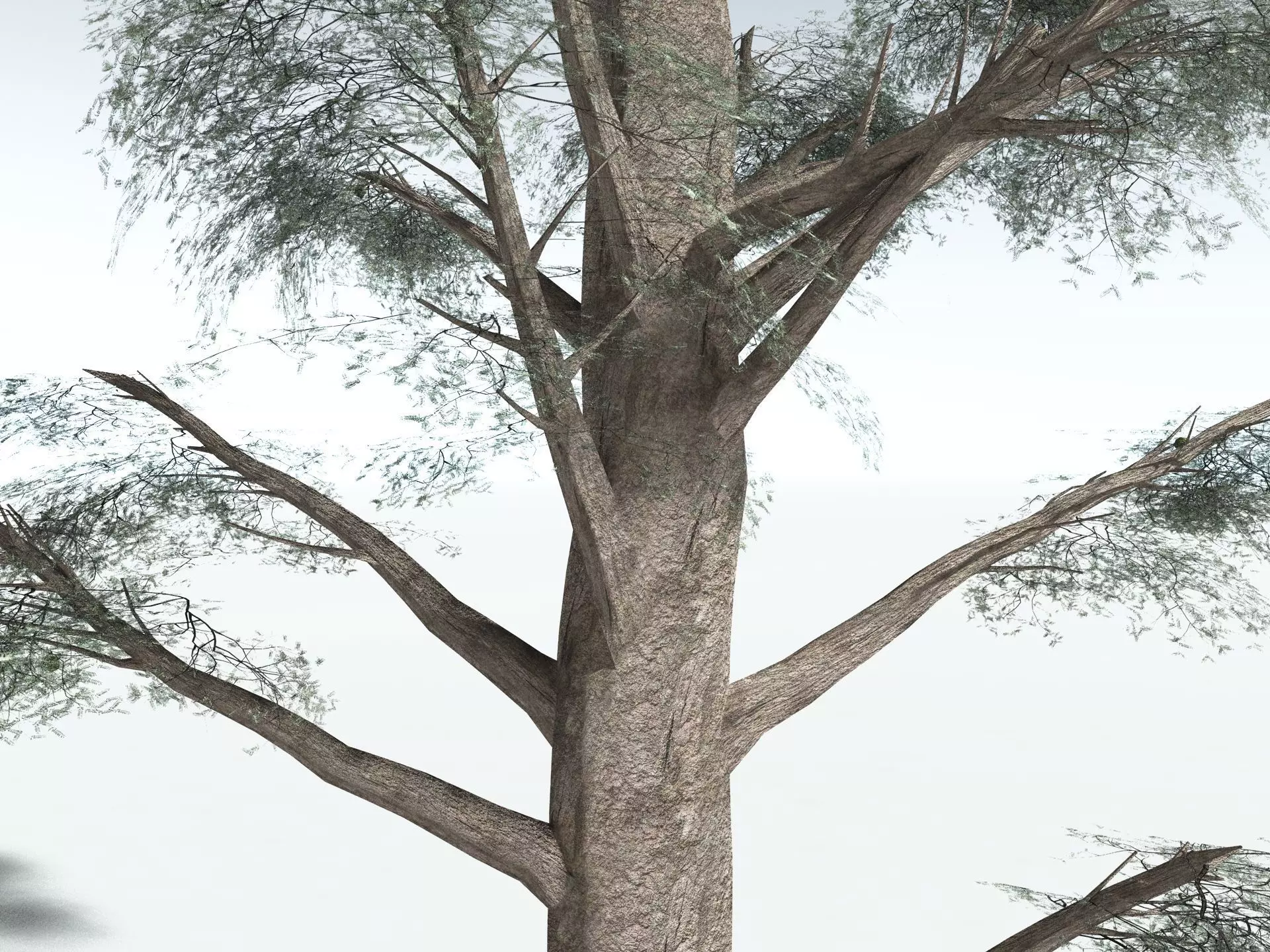 EVERYPlant Kauri Pine LowPoly Low-poly 3D model_13