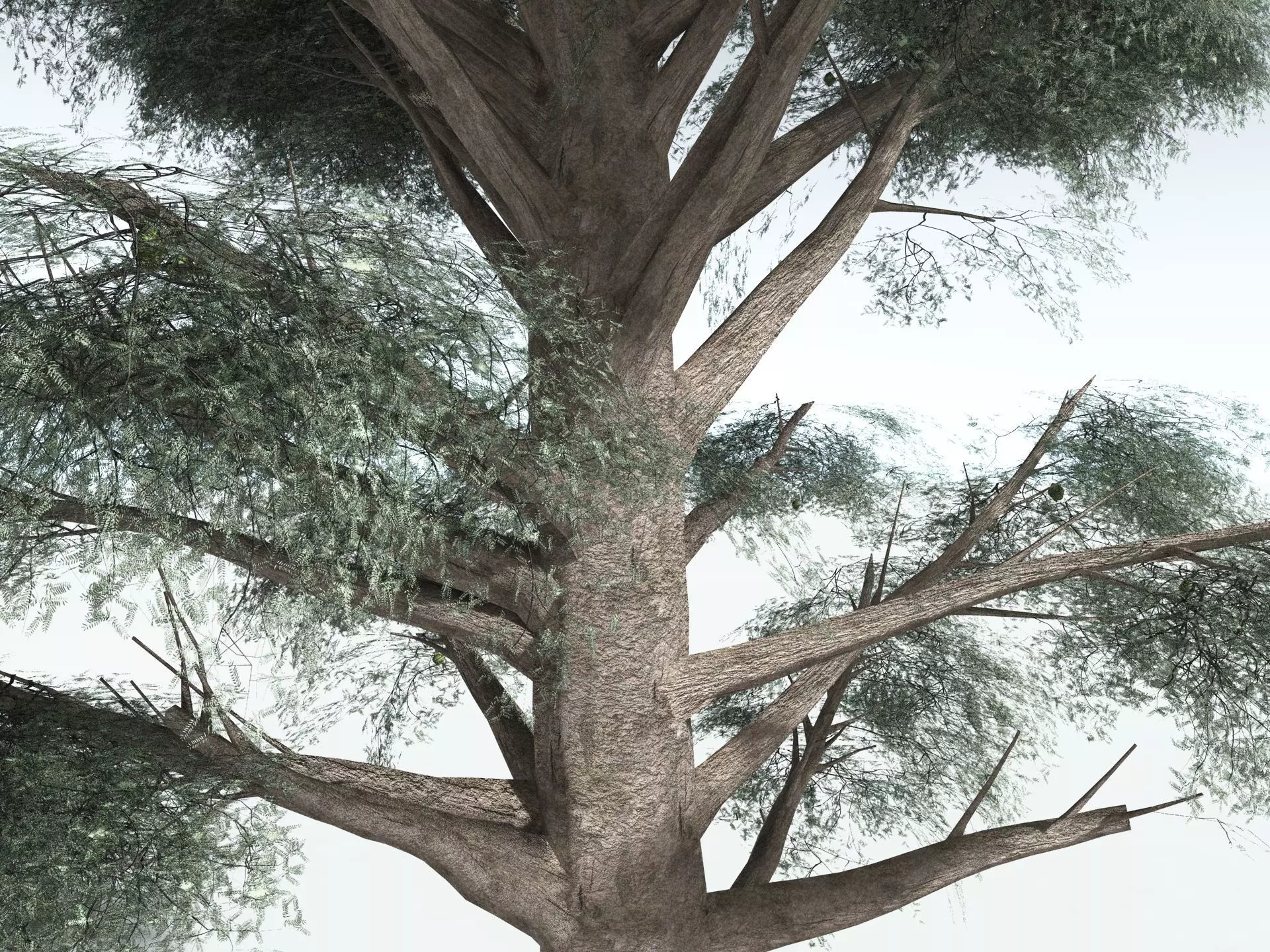 EVERYPlant Kauri Pine LowPoly Low-poly 3D model_11