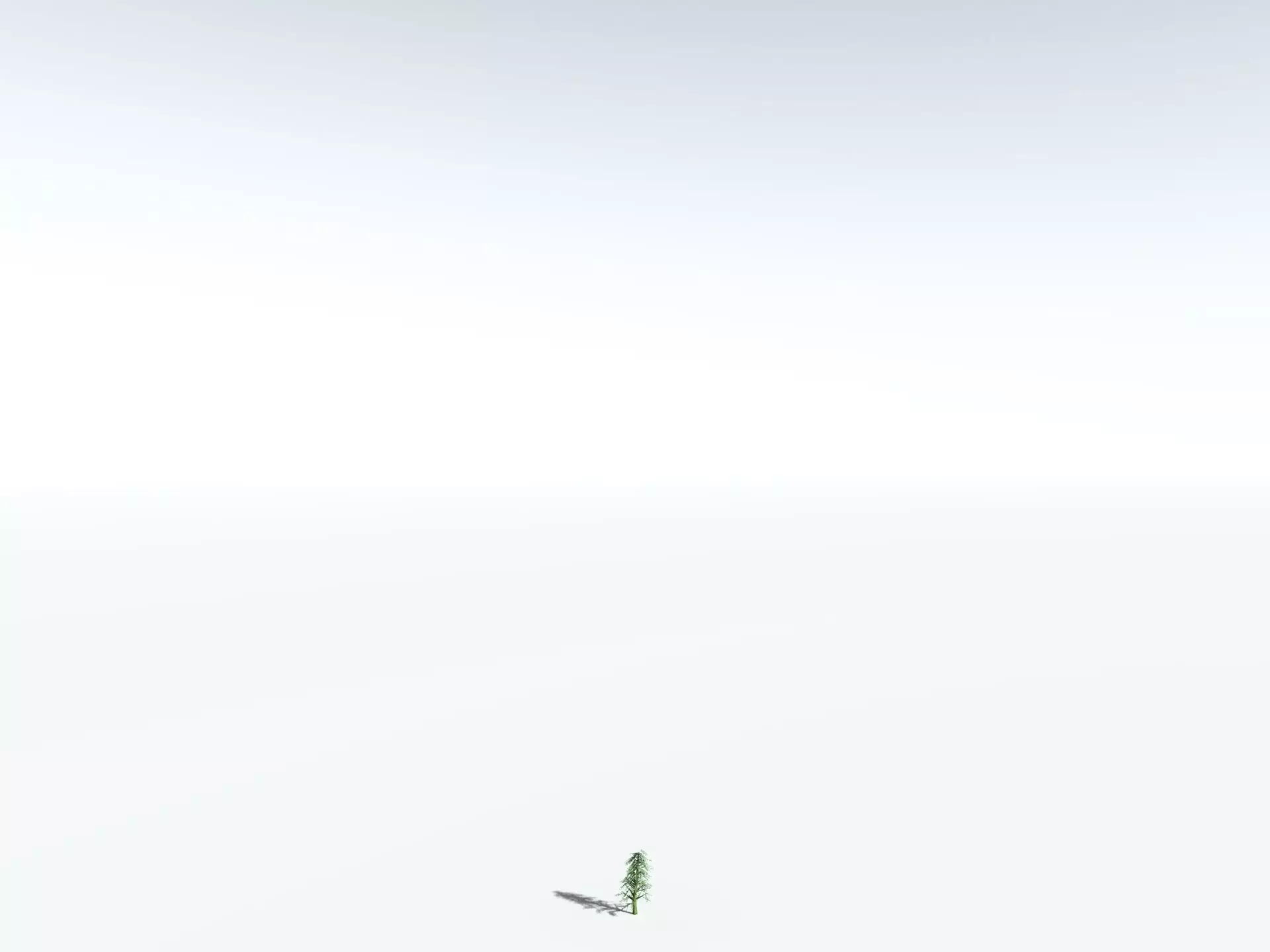 EVERYPlant Kauri Pine LowPoly Low-poly 3D model_28