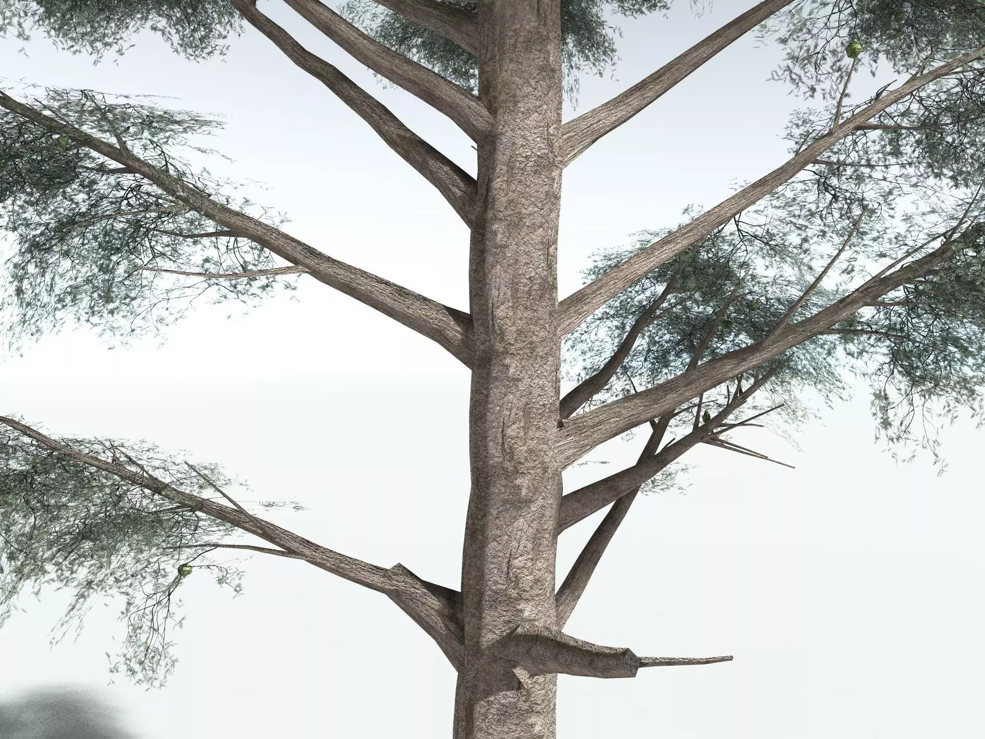 EVERYPlant Kauri Pine LowPoly Low-poly 3D model_9