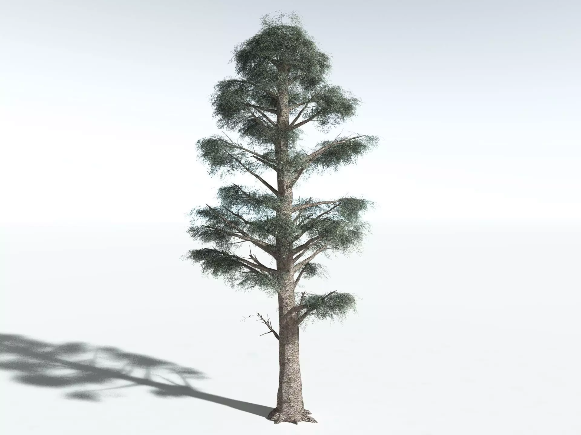 EVERYPlant Kauri Pine LowPoly Low-poly 3D model_6