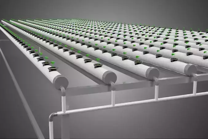 ARRAY ROWS PLANTS CROPS LARGE SCALE NFT HYDROPONIC SETUP FARMING