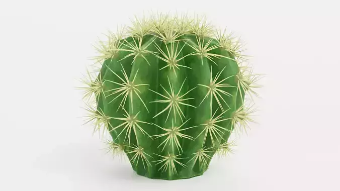 Golden Barrel Cactus