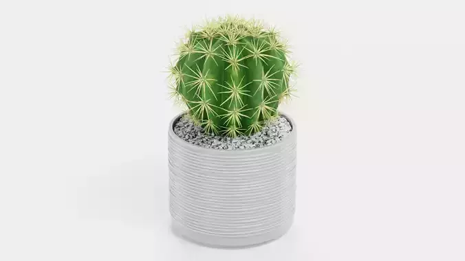 Golden Barrel Cactus in Pot