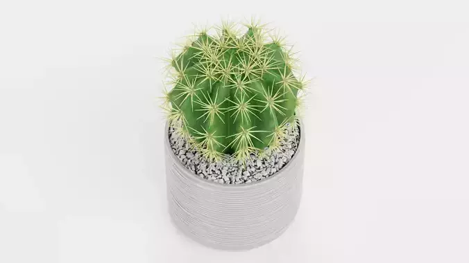 Golden Barrel Cactus in Pot Low-poly 3D model 5