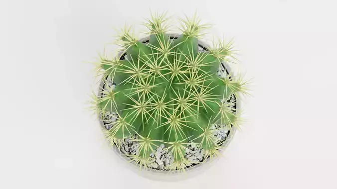 Golden Barrel Cactus in Pot Low-poly 3D model 6