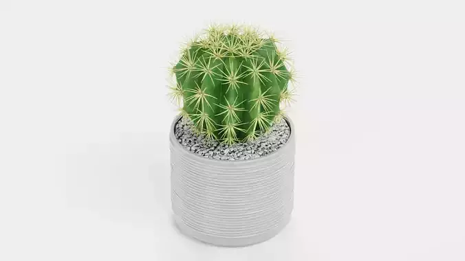 Golden Barrel Cactus in Pot Low-poly 3D model 4
