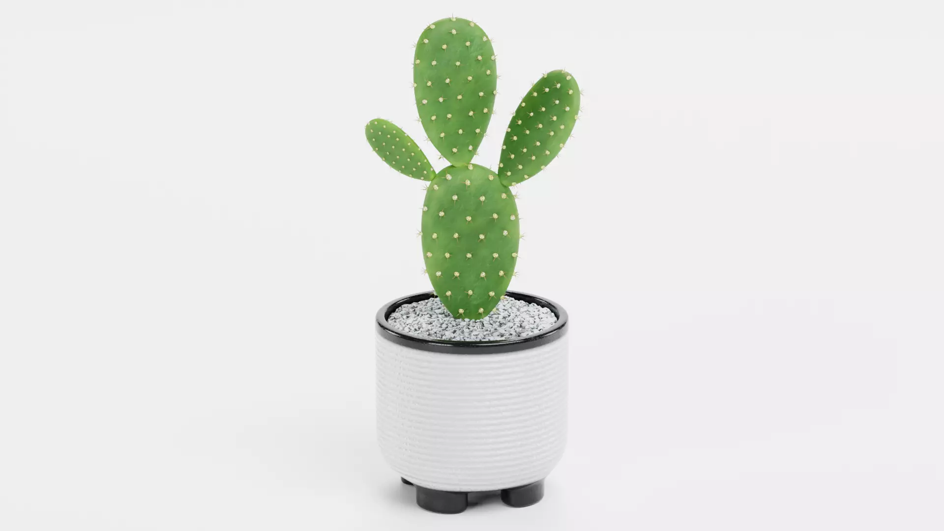 8 Plants in Pots - Indoor Greenery Collection Low-poly 3D model_9