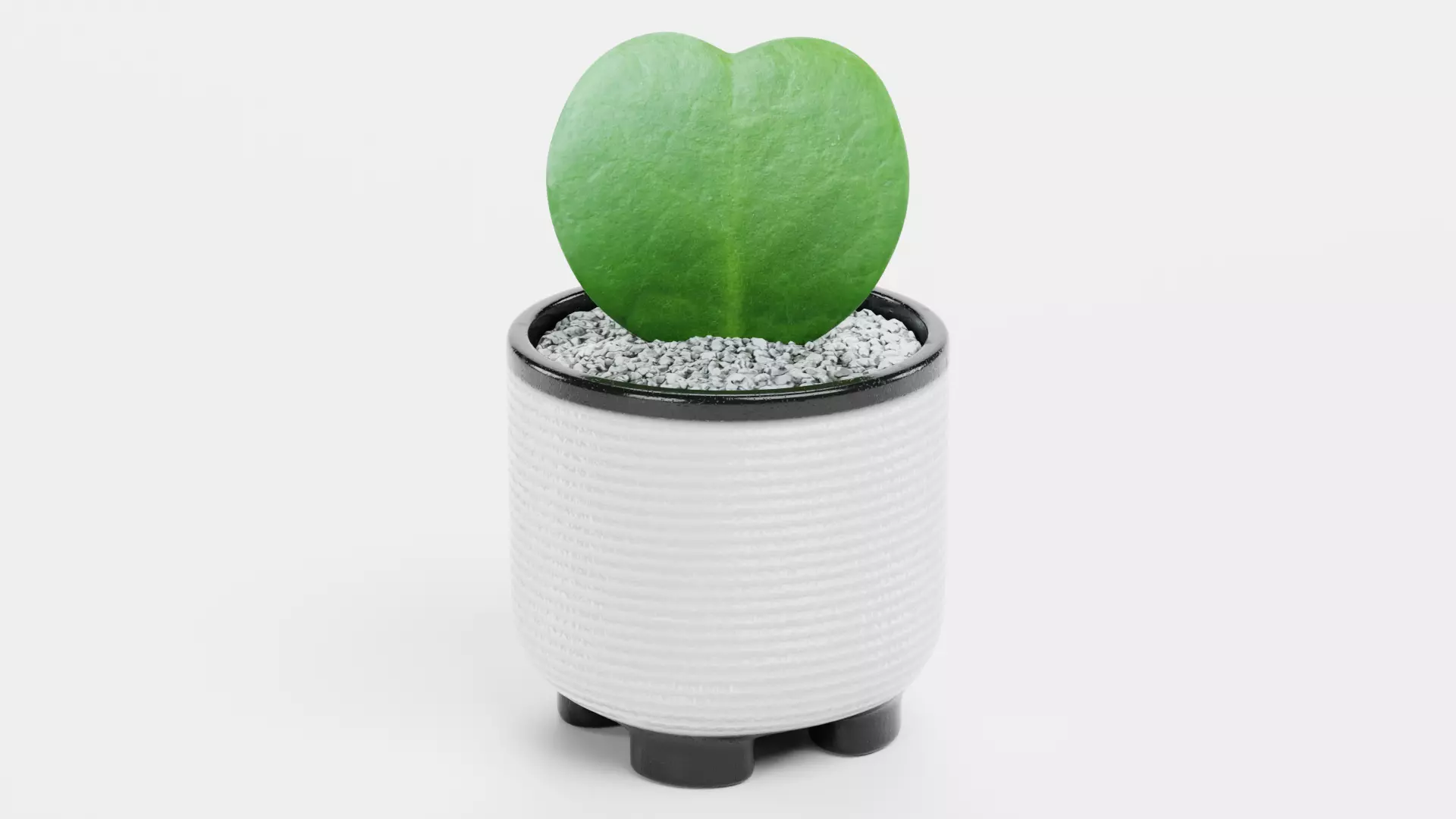 8 Plants in Pots - Indoor Greenery Collection Low-poly 3D model_13