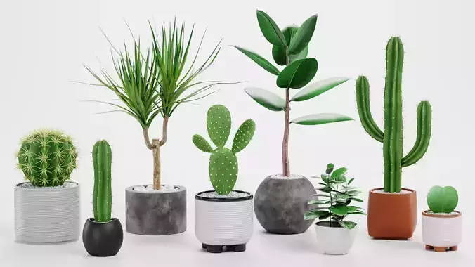 8 Plants in Pots - Indoor Greenery Collection