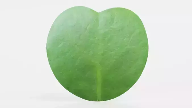 Heart Leaf Hoya Succulent