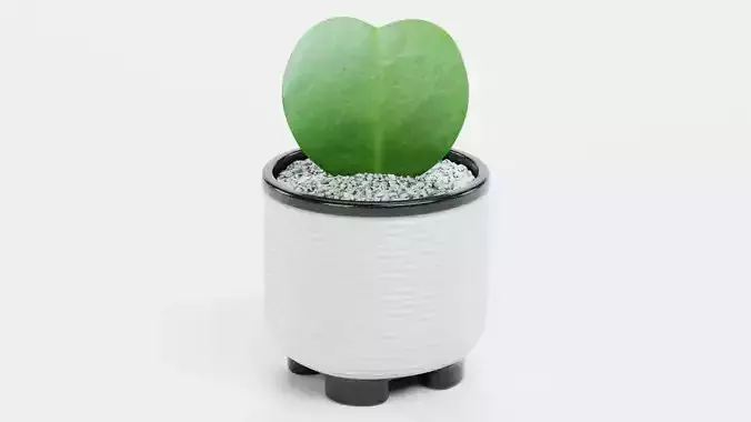 Heart Leaf Hoya Succulent in Pot Low-poly 3D model