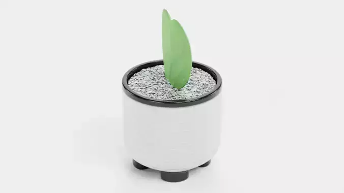 Heart Leaf Hoya Succulent in Pot Low-poly 3D model 4