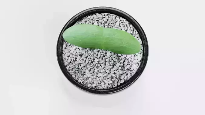 Heart Leaf Hoya Succulent in Pot Low-poly 3D model 6