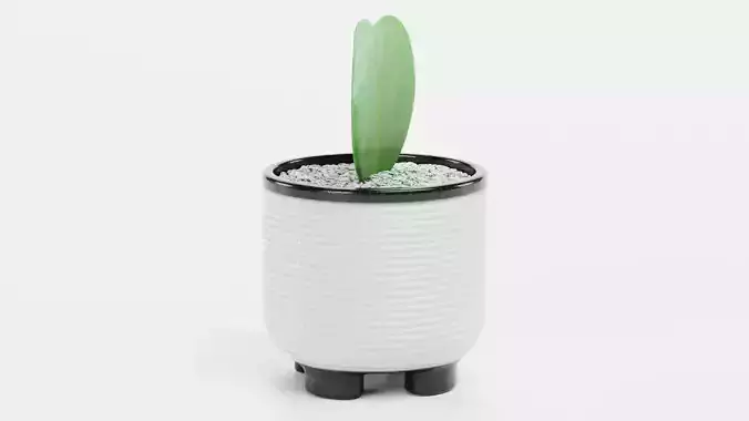 Heart Leaf Hoya Succulent in Pot Low-poly 3D model 3