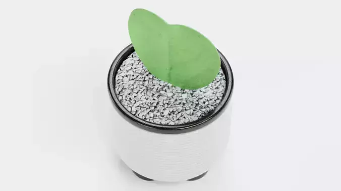 Heart Leaf Hoya Succulent in Pot Low-poly 3D model 5