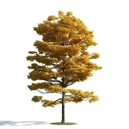 tree 30 am163 3D model_0