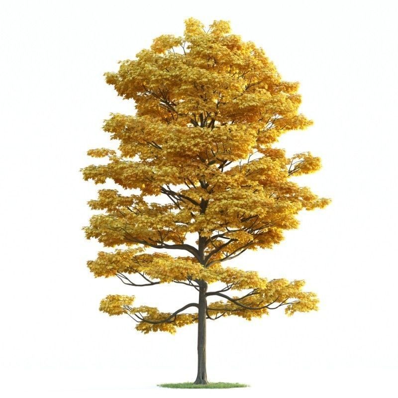 tree 30 am163 3D model_1