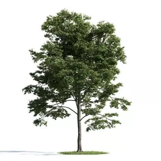 tree 41 am163 3D model_0
