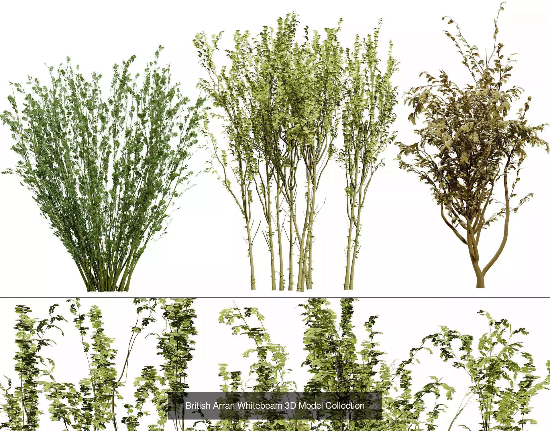 British Vegetation 3D Asset Pack 3D Model Collection_47