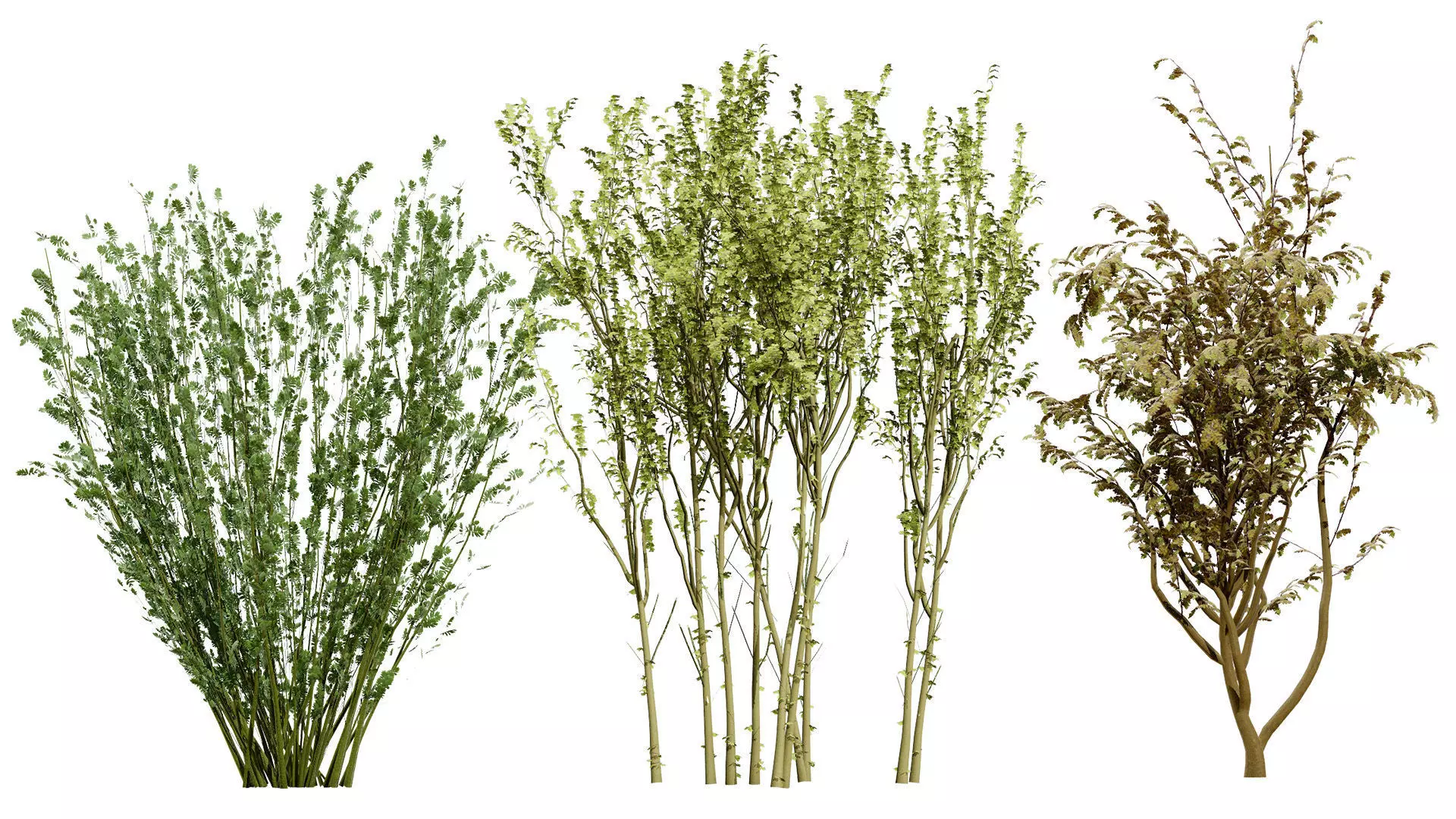 British Vegetation 3D Asset Pack 3D Model Collection_81